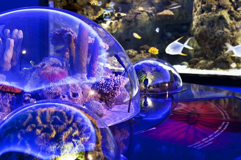 aquarium online singapore